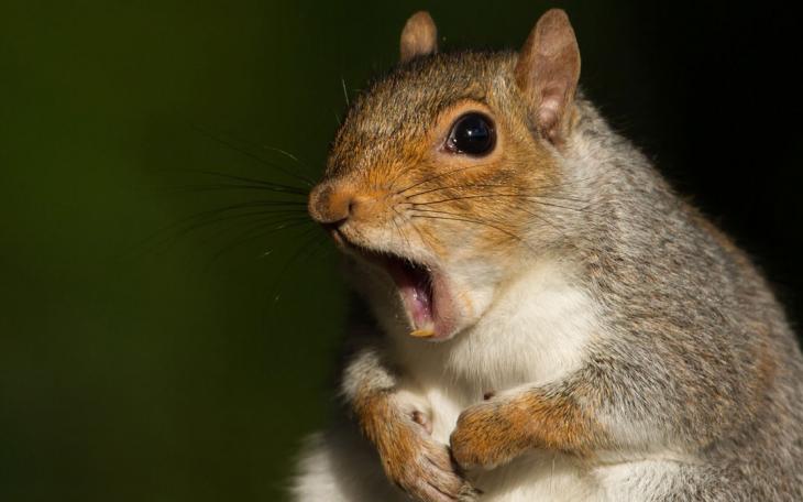 Surprised Squirrel (LIVE! Archive Image)