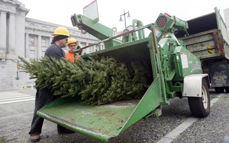 Turning Christmas trees into chips.(contributed/Wikipedia)