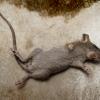 Dead Mouse
