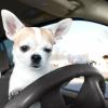 Dog in a Car
