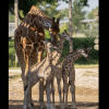 The Abilene Zoo announced the birth of its third giraffe since the beginning of May.