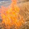 Grass Fire