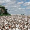 Cotton Farming (LIVE! Archive Image)