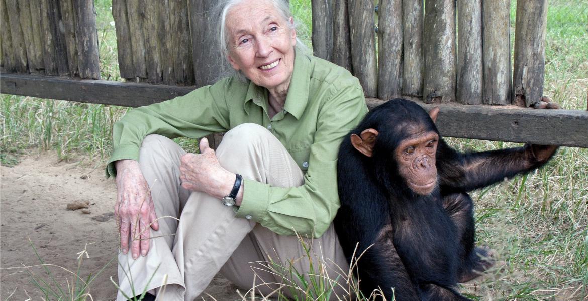 Jane Goodall