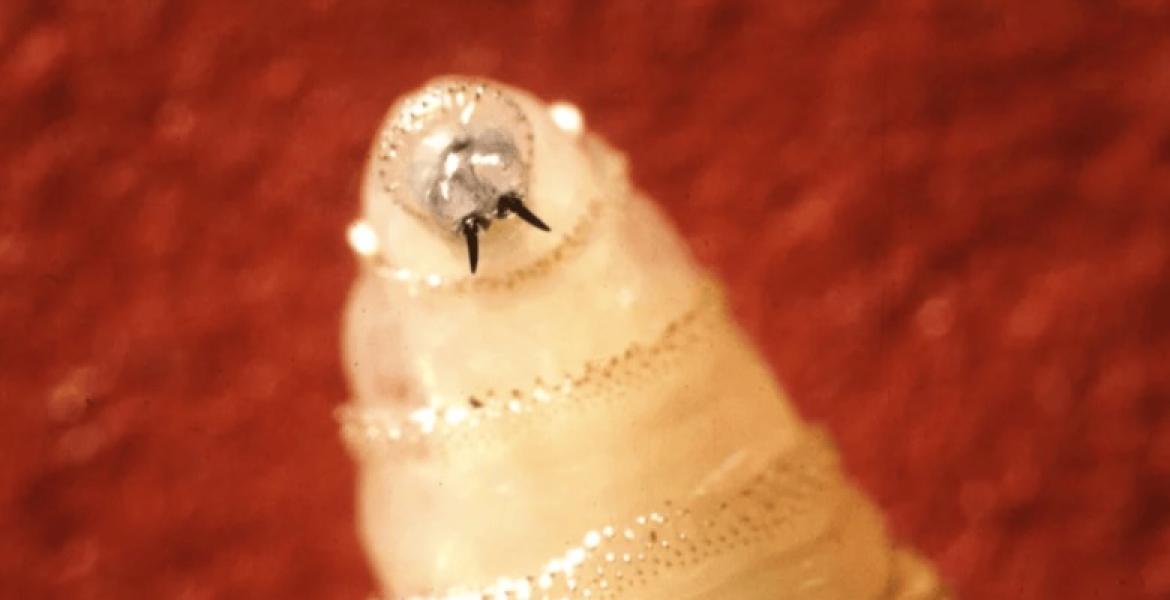 new world screwworm