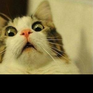 Profile picture for user Amy Z