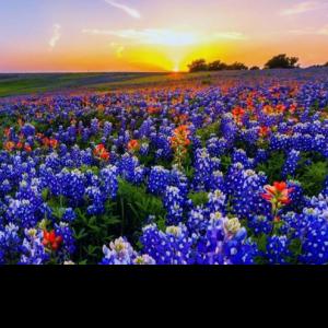 Profile picture for user Texas Wildflower