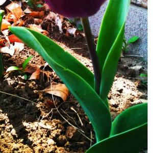 Profile picture for user ALMcDaniel