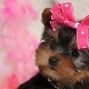 Profile picture for user Cute-Little-Puppies